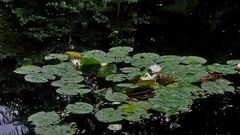 Nymphaea alba