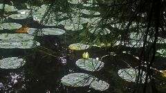 Nymphaea alba