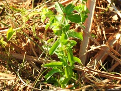 Euphorbia hirsuta