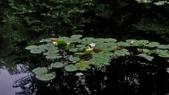 Nymphaea alba