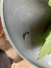 Haritalodes