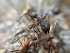 Camponotus angusticollis