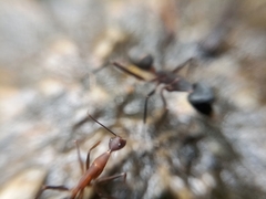 Camponotus angusticollis