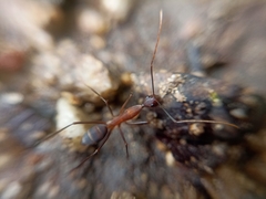 Camponotus angusticollis
