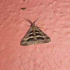 Isturgia disputaria