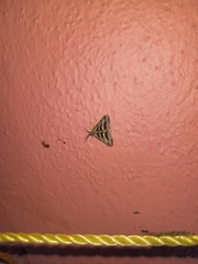 Isturgia disputaria