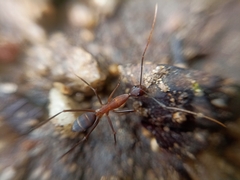 Camponotus angusticollis