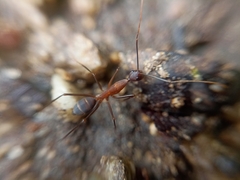 Camponotus angusticollis