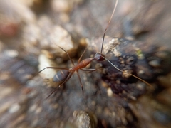 Camponotus angusticollis