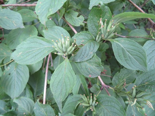 Image of Weigela hortensis by (c) Marco Mussita, some rights reserved (CC BY)