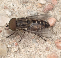 Tabanus autumnalis