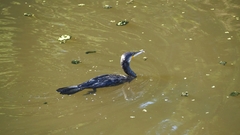 Phalacrocorax carbo