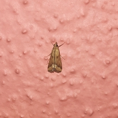 Achyra massalis