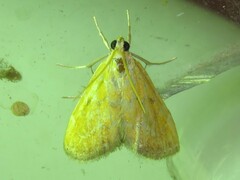 Xanthophysa psychicalis