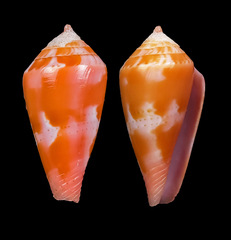 Conus corallinus