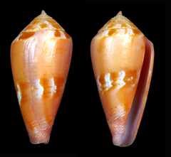 Conus corallinus