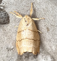 Drepana bilineata