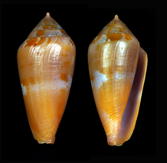 Conus corallinus