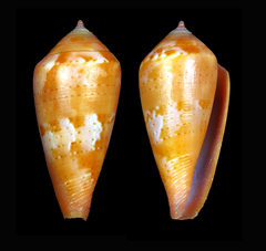 Conus corallinus