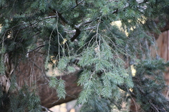 Araucaria cunninghamii