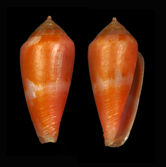 Conus corallinus