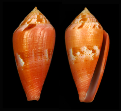 Conus corallinus