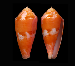 Conus corallinus
