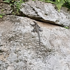 Laudakia tuberculata