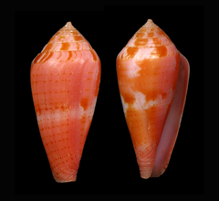 Conus corallinus