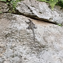 Laudakia tuberculata