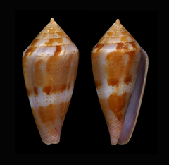Conus corallinus