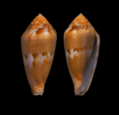 Conus corallinus