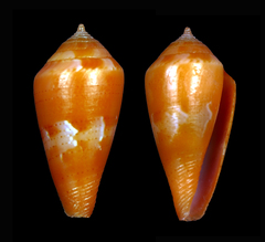 Conus corallinus