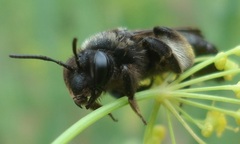 Andrena pilipes