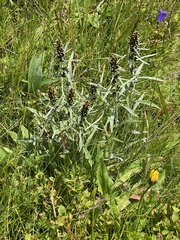 Omalotheca norvegica