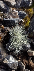 Usnea sphacelata