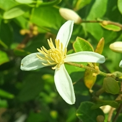 Clematis meyeniana