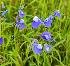 Utricularia reticulata