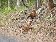 Nasua narica yucatanica