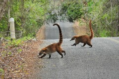 Nasua narica yucatanica