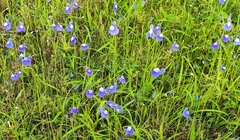 Utricularia reticulata
