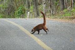 Nasua narica yucatanica