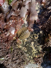 Lepidochitona cinerea