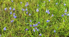 Utricularia reticulata