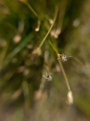 Eleocharis acicularis