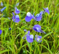 Utricularia reticulata