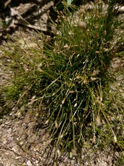 Eleocharis acicularis