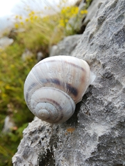 Helix secernenda