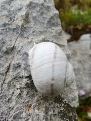 Helix secernenda