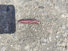 Cerura